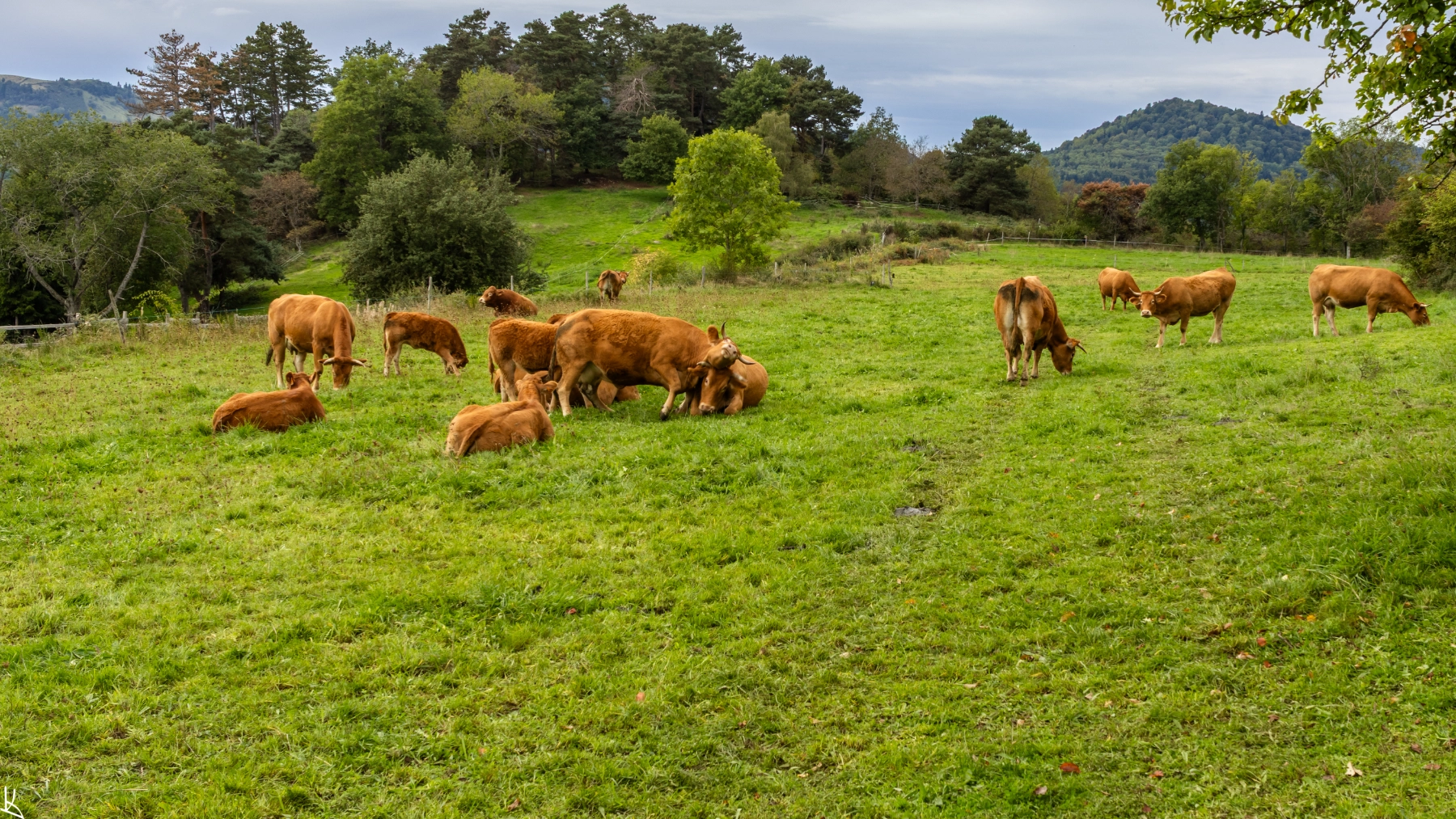 Moulebas - Vaches limousines